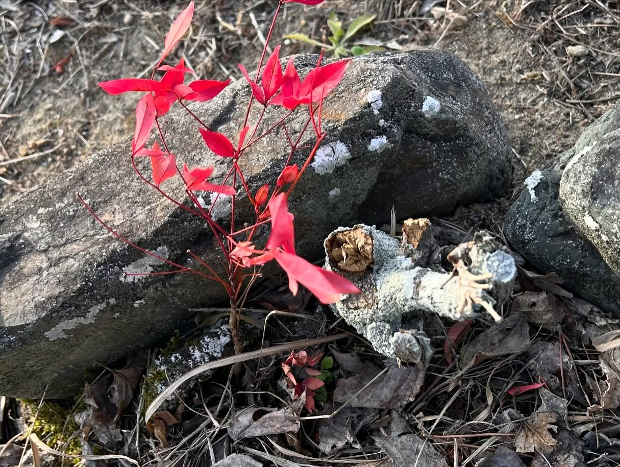 春の気配を少し感じさせる風のおとです😊