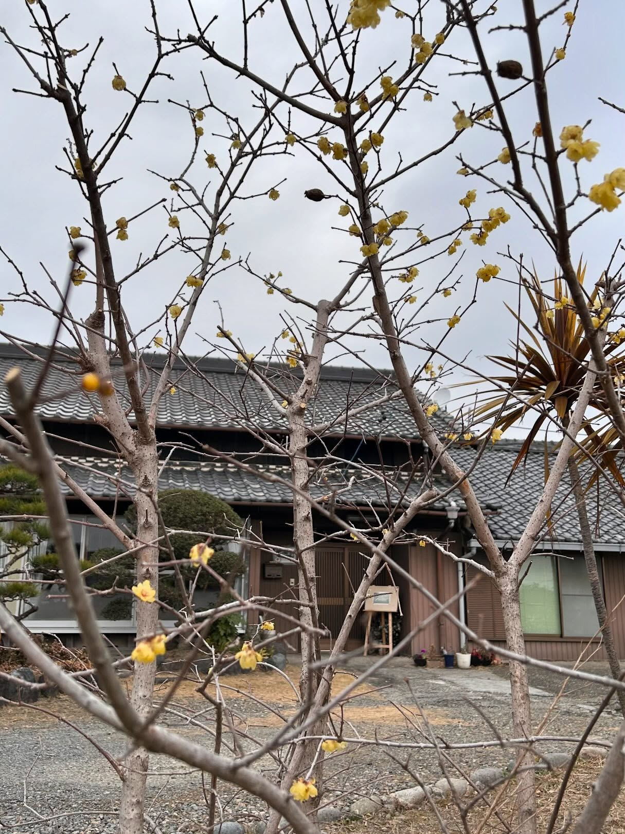 春を待つ風のおとです。