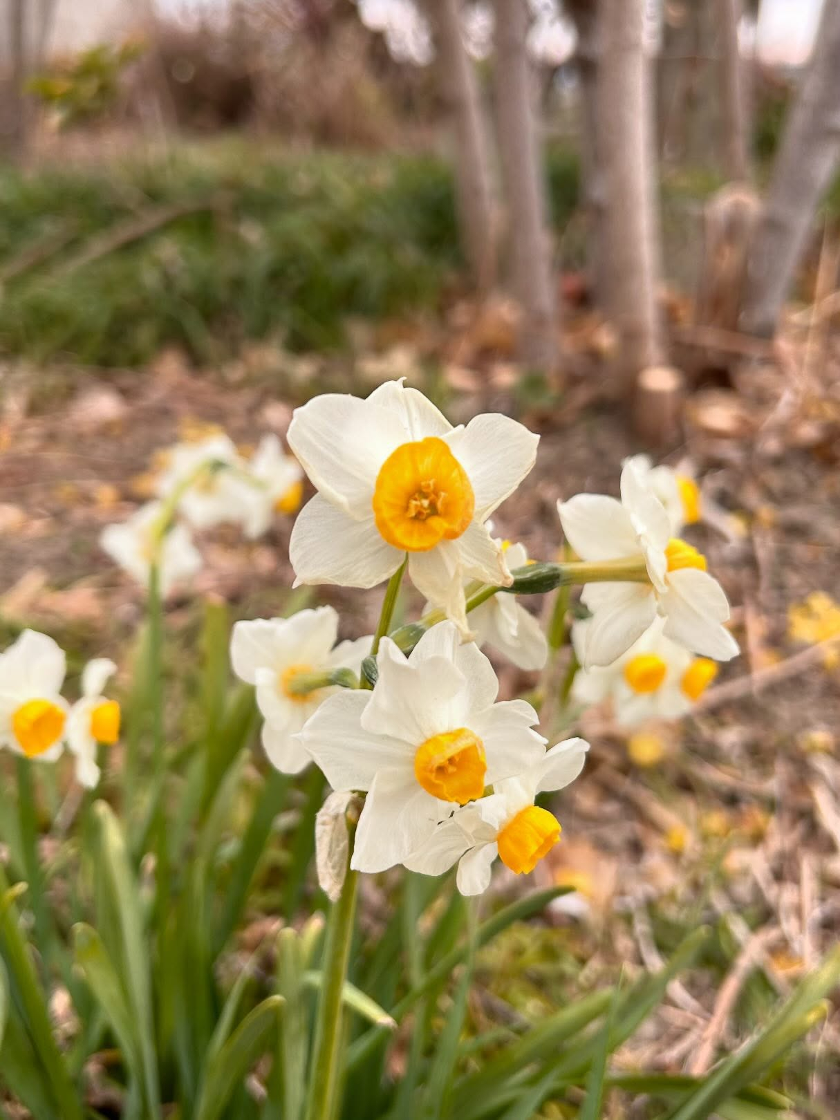 春を待つ風のおとです。