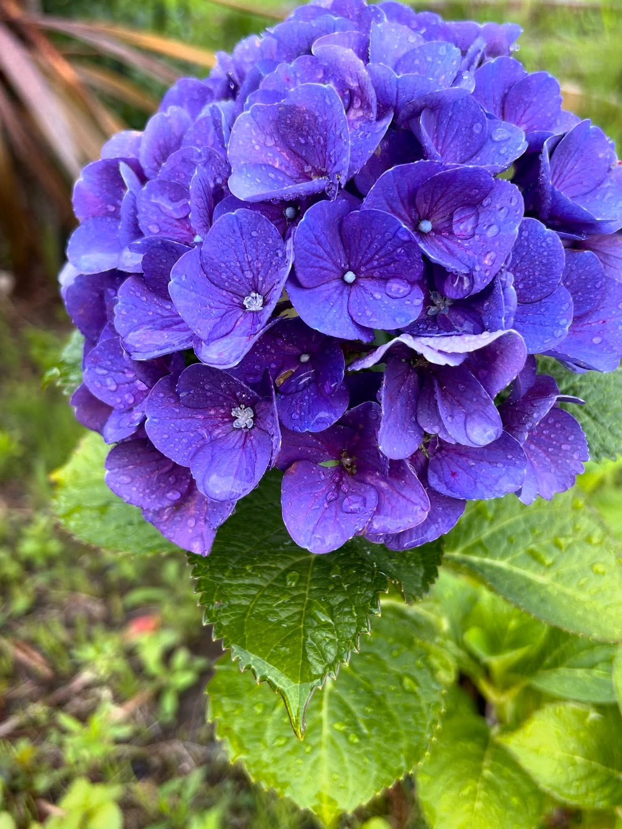 風のおとにも紫陽花が咲いています。