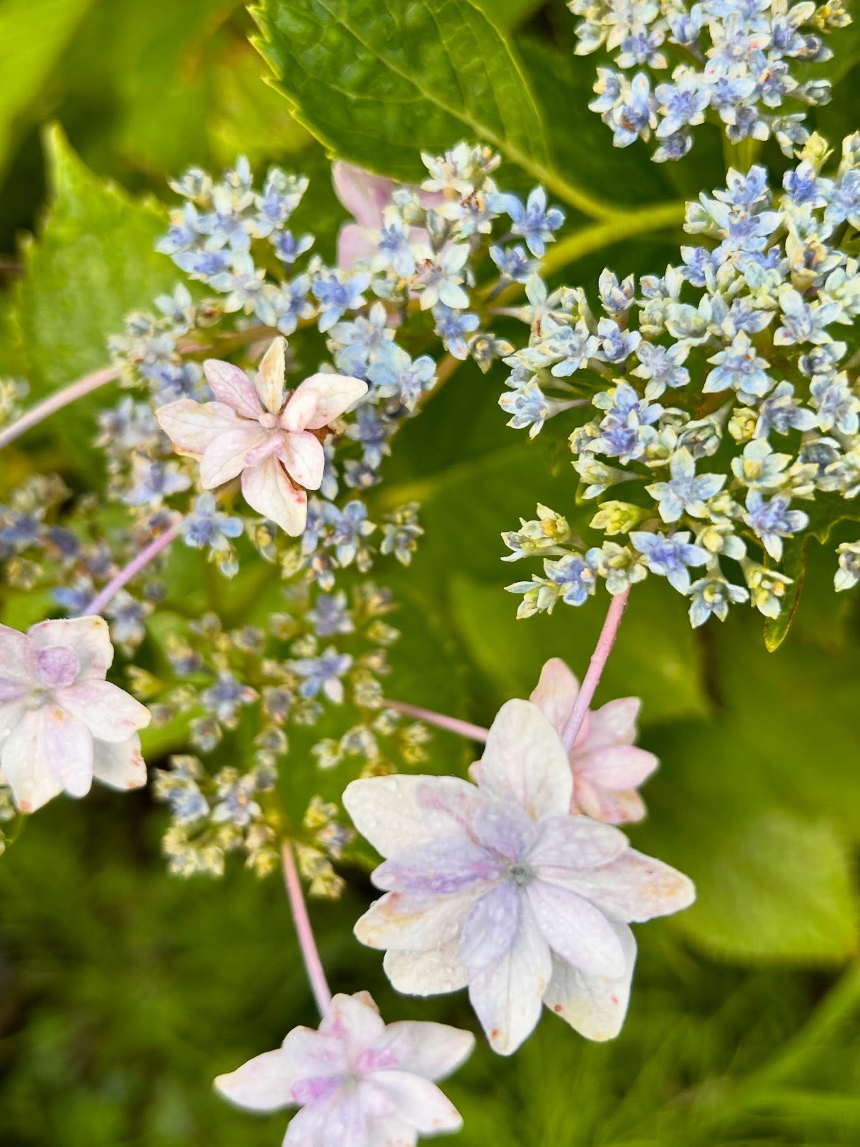 風のおとにも紫陽花が咲いています。