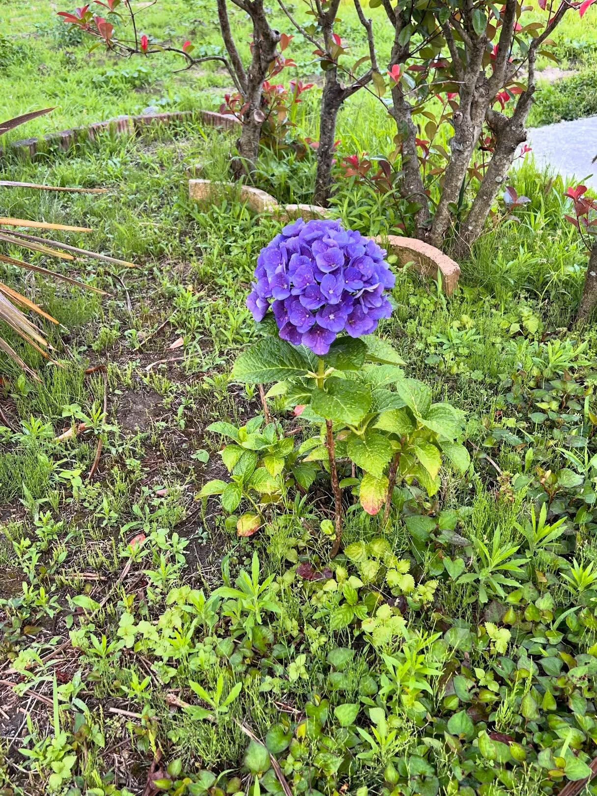 風のおとにも紫陽花が咲いています。