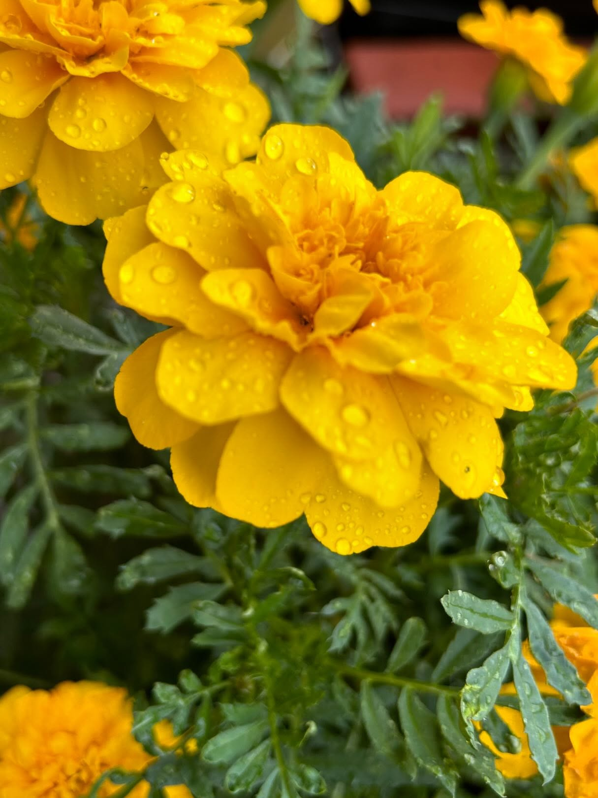 風のおとにも紫陽花が咲いています。
