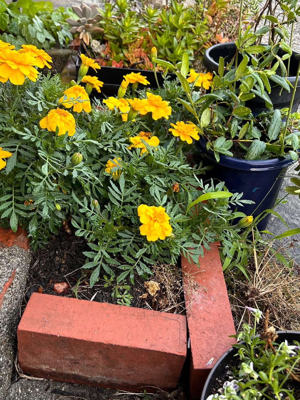 風のおとにも紫陽花が咲いています。