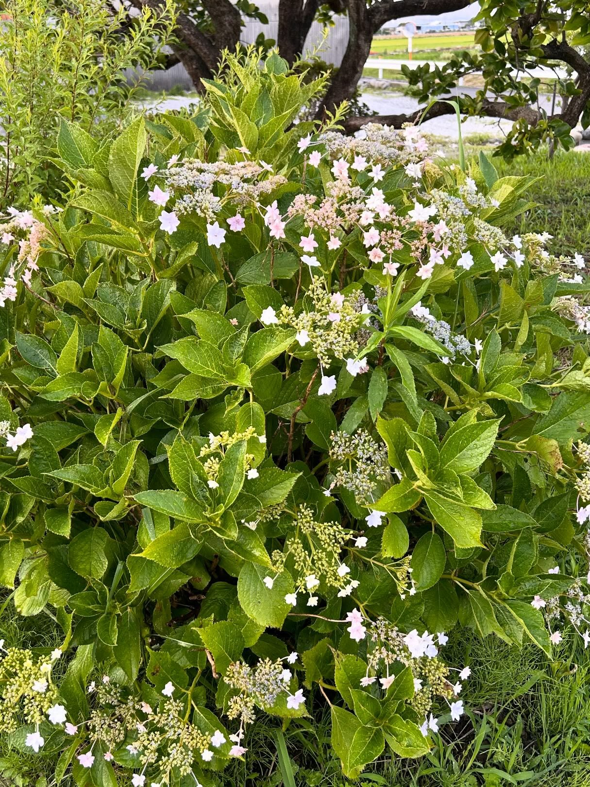 風のおとにも紫陽花が咲いています。