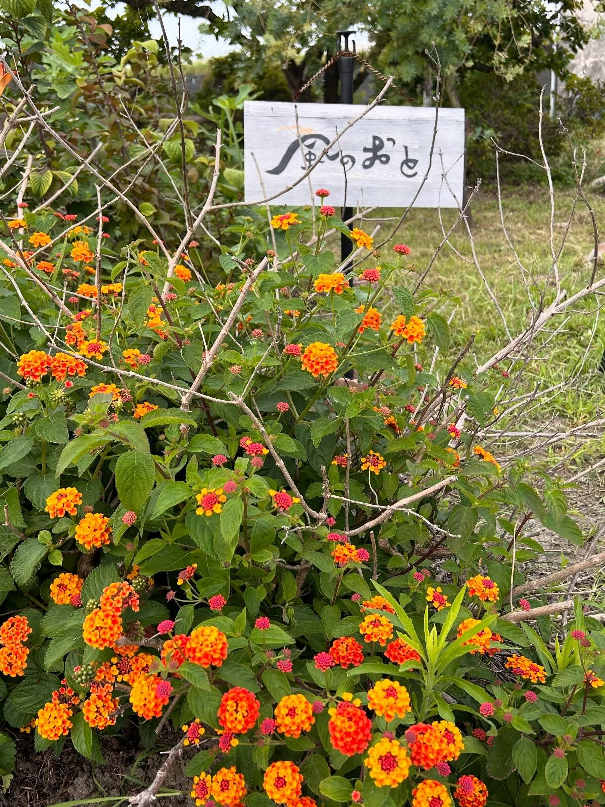 風のおとの7月のライブ予定と夜営業のご案内です😊