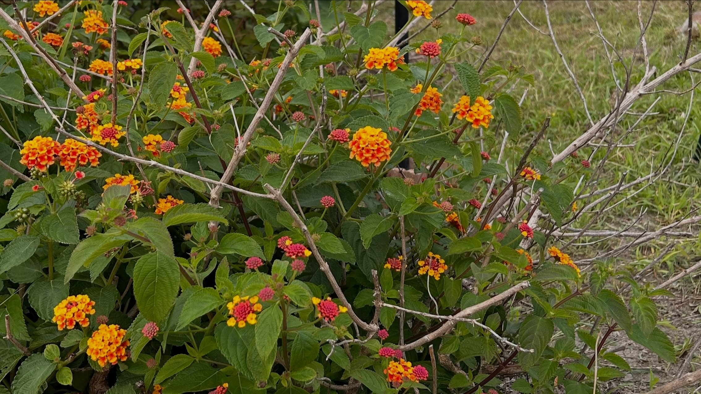 風のおとの今週末のライブ予定です😊