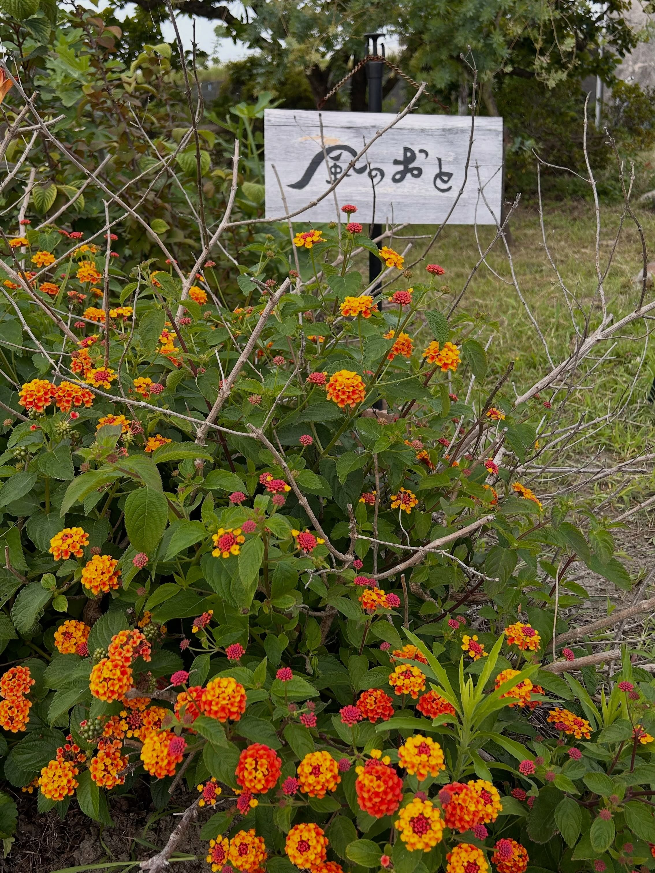 風のおとの9月のライブ予定が出揃いました😊