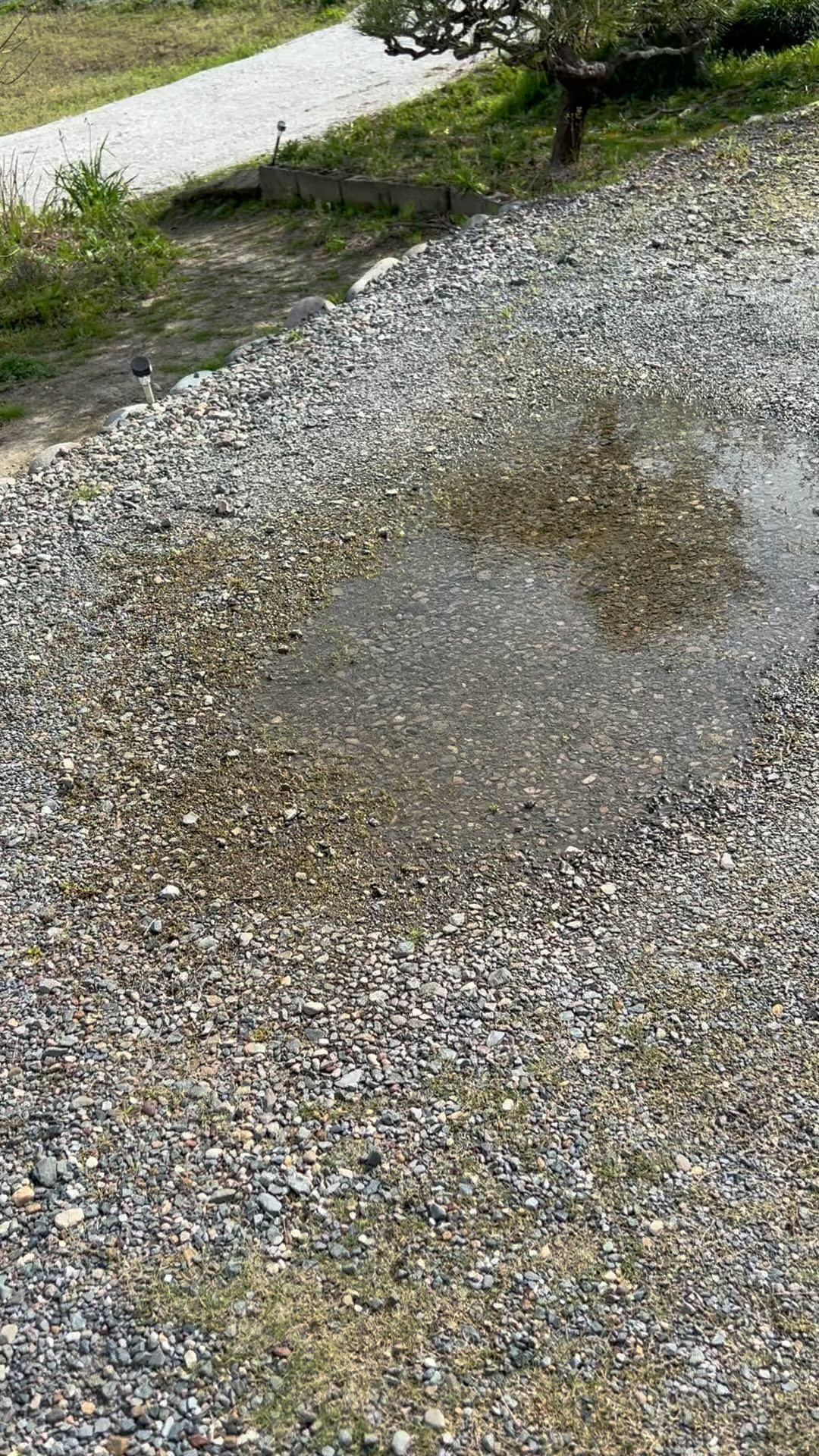 雨上がりにとても楽しみにしている庭の水たまりです😊